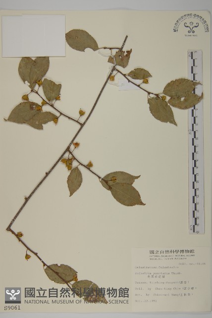 光果南蛇藤藏品圖，第1張