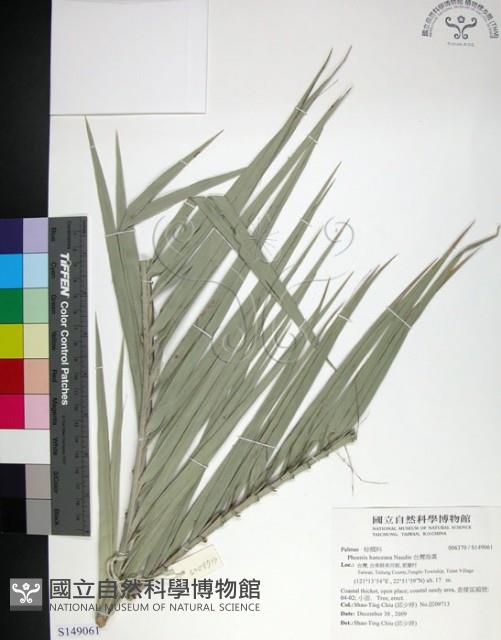 台灣海棗藏品圖，第1張