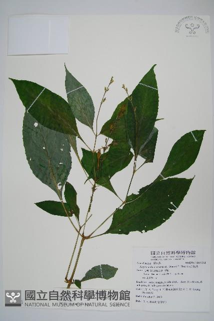 尼氏擬馬偕花藏品圖，第1張