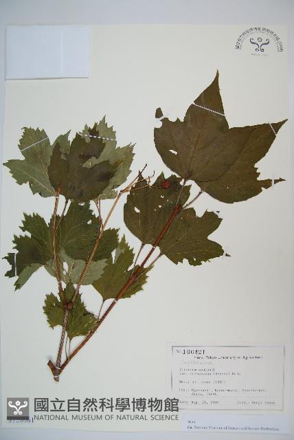 雞樹條莢迷藏品圖，第1張