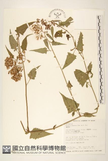 蔓黃菀藏品圖，第1張