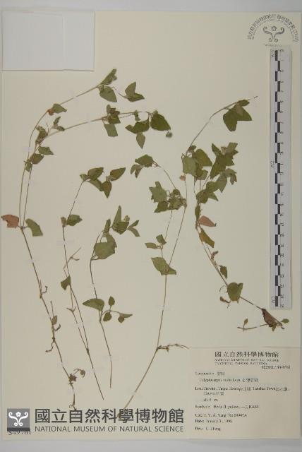 金腰箭舅藏品圖，第1張