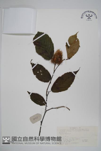 刺榛藏品圖，第1張