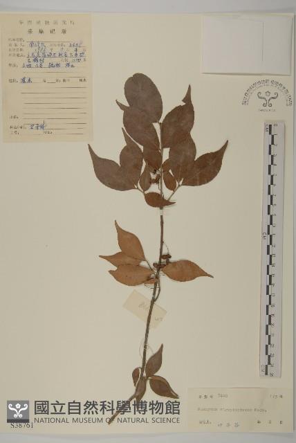 窄翅衛矛藏品圖，第1張