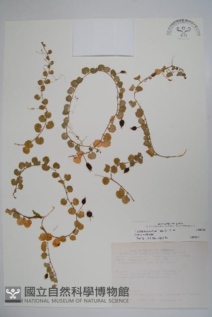 普刺特草藏品圖，第1張