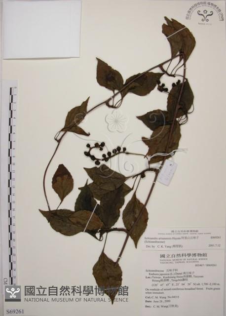 阿里山五味子藏品圖，第1張