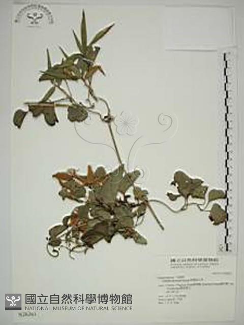 屏東鐵線蓮藏品圖，第1張