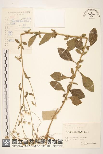 一枝香藏品圖，第1張