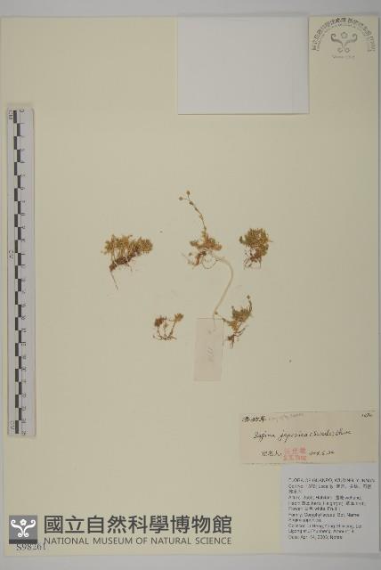 瓜槌草、漆姑草藏品圖，第1張