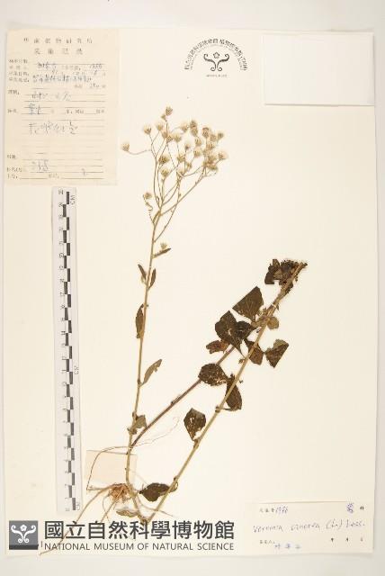 一枝香藏品圖，第1張