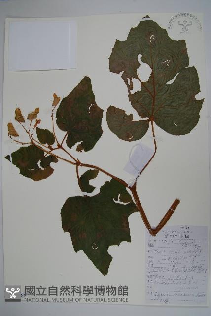 秋海棠藏品圖，第1張