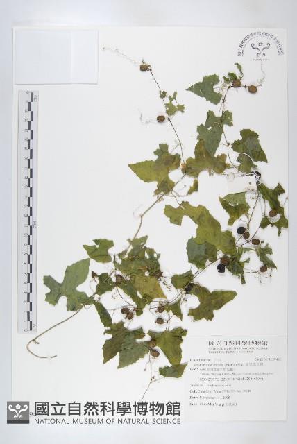 黑果馬交兒藏品圖，第1張