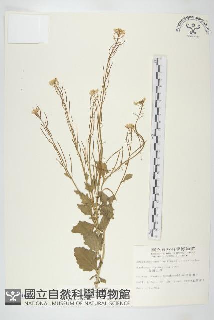 山芥菜藏品圖，第1張