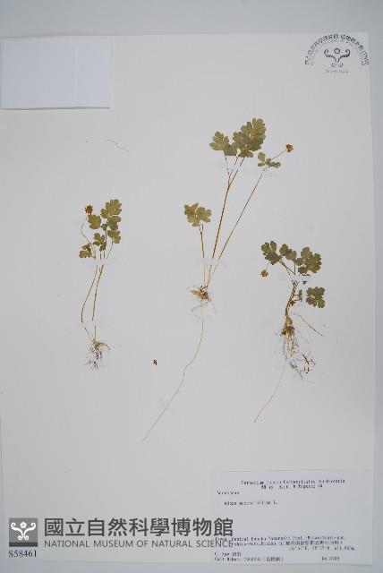 五福花藏品圖，第1張