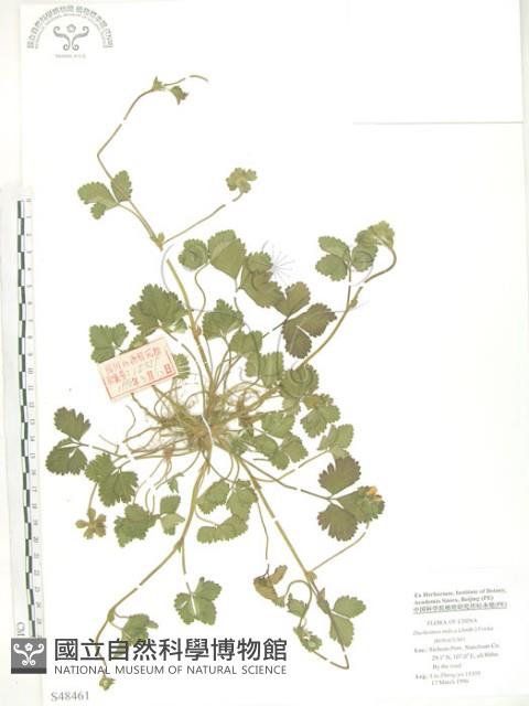 蛇莓、地莓、龍吐珠藏品圖，第1張