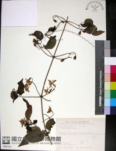 麥氏鐵線蓮藏品圖，第1張