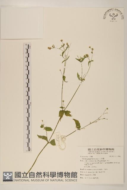 小米菊藏品圖，第1張