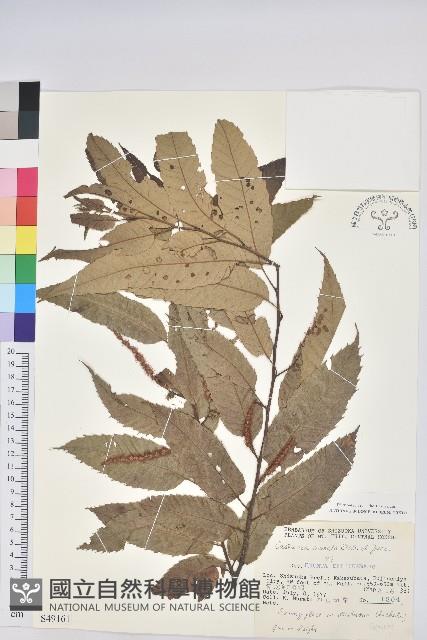 茅栗、日本栗藏品圖，第1張