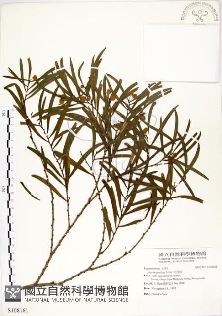 相思樹藏品圖，第1張