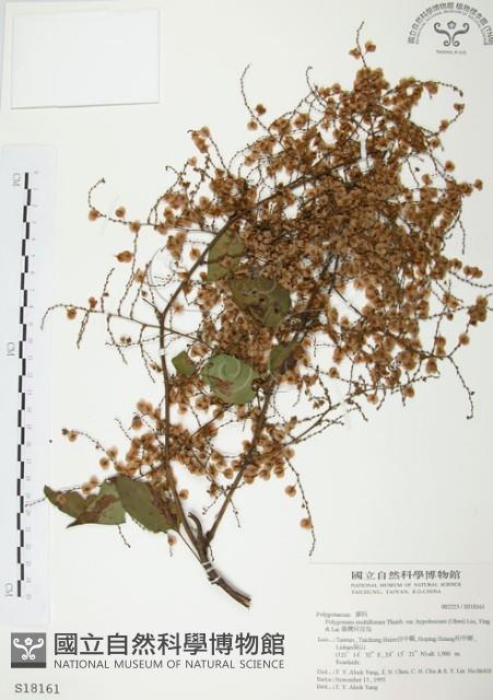 臺灣何首烏藏品圖，第1張