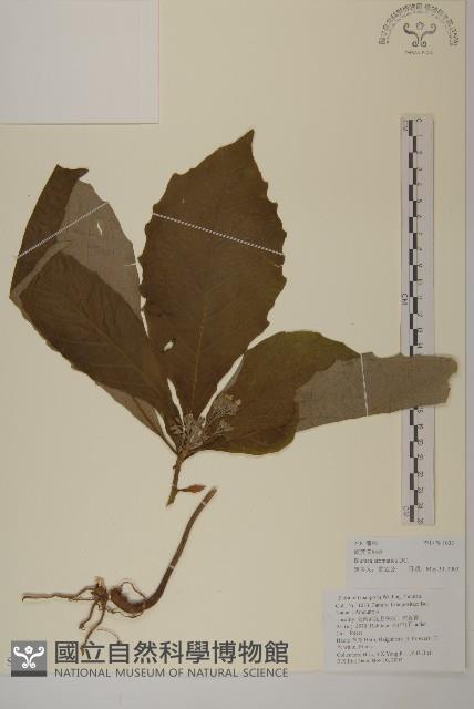 薄葉艾納香藏品圖，第1張