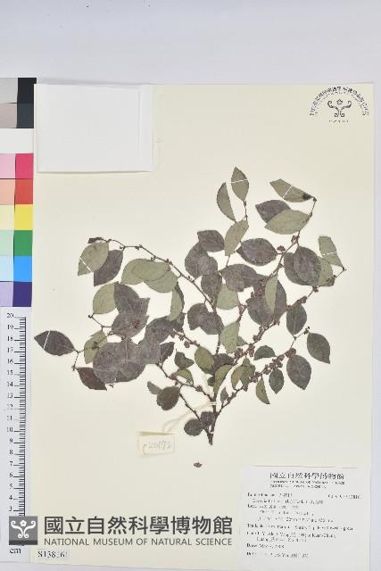 黑面神藏品圖，第1張