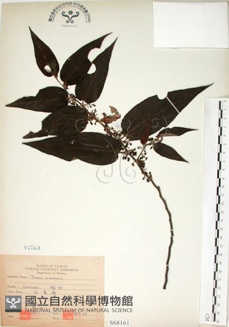 山黃麻藏品圖，第1張