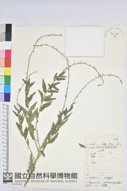 地构葉藏品圖，第1張