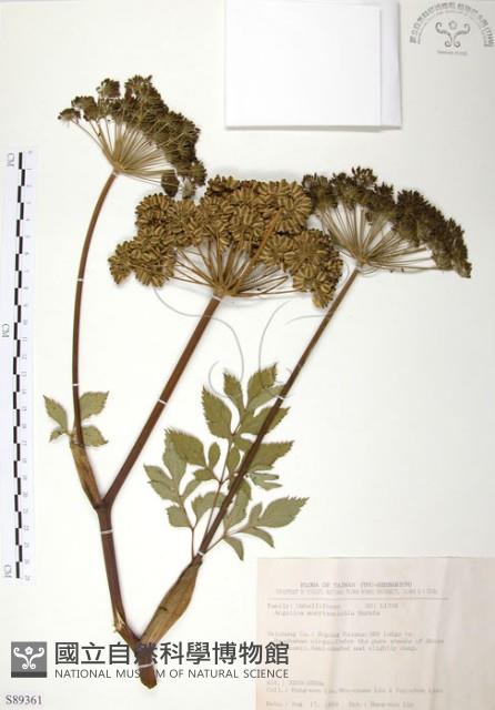 玉山當歸藏品圖，第1張