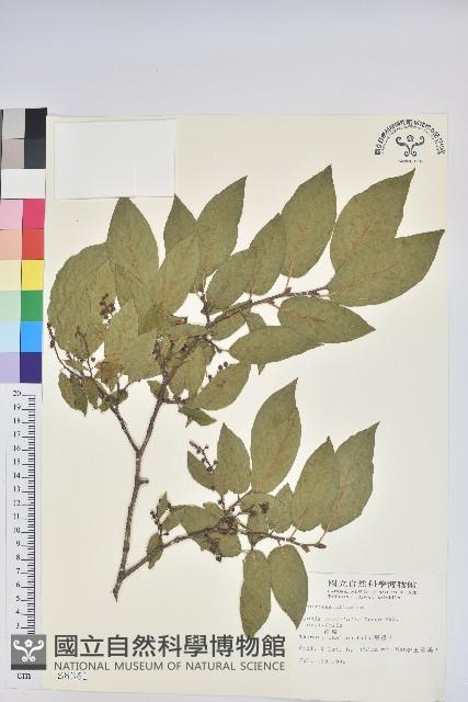 南燭藏品圖，第1張