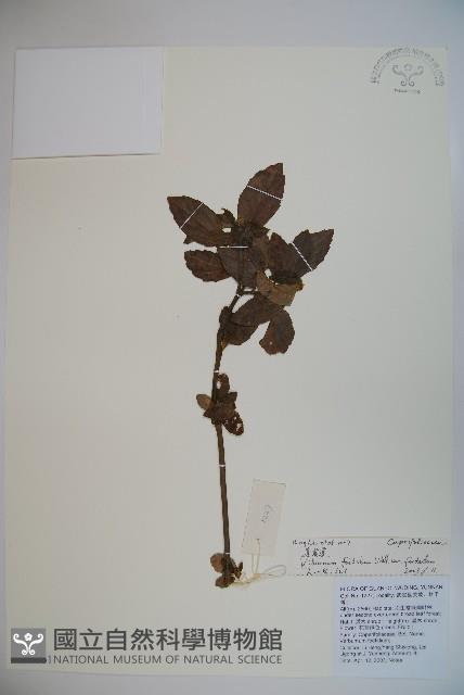 臭莢迷藏品圖，第1張