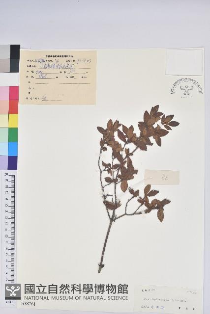 唐杜鵑、大屯杜鵑、中原氏杜鵑藏品圖，第1張