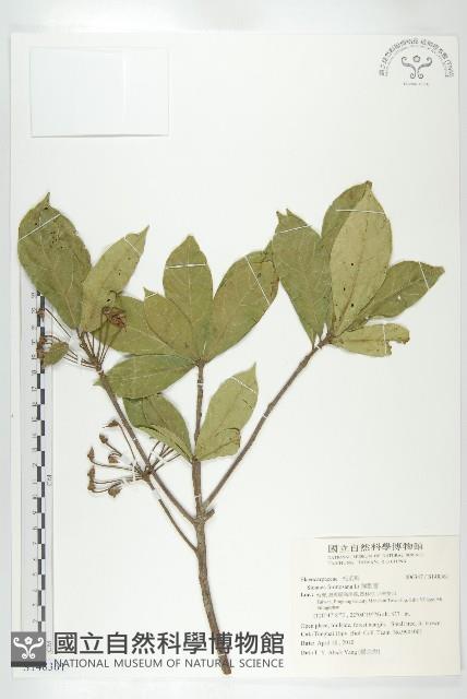 猴歡喜藏品圖，第1張