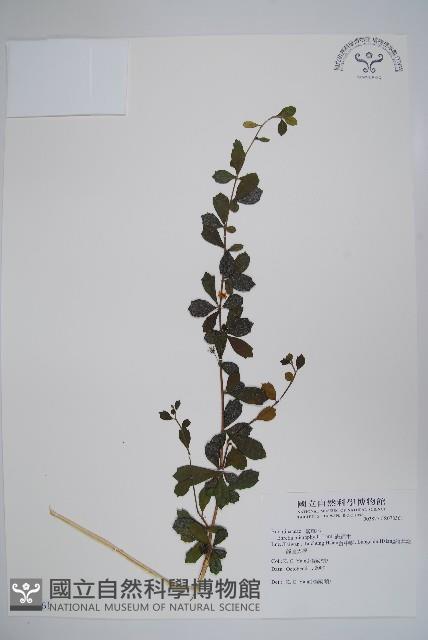 滿福木藏品圖，第1張