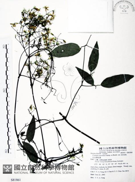 柱果鐵線蓮藏品圖，第1張