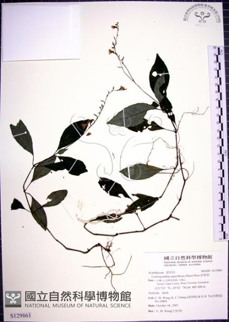 針刺草藏品圖，第1張