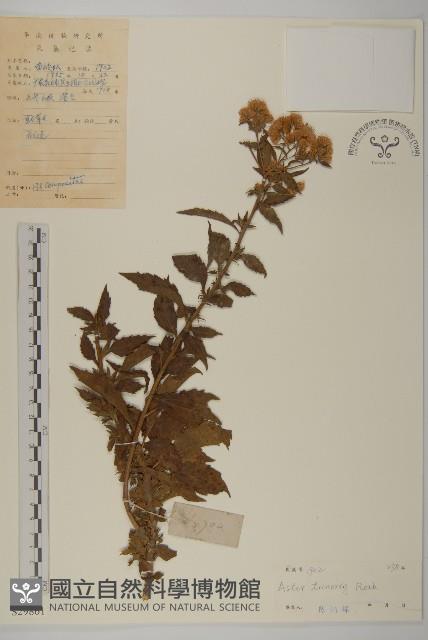 三基脈紫菀藏品圖，第1張