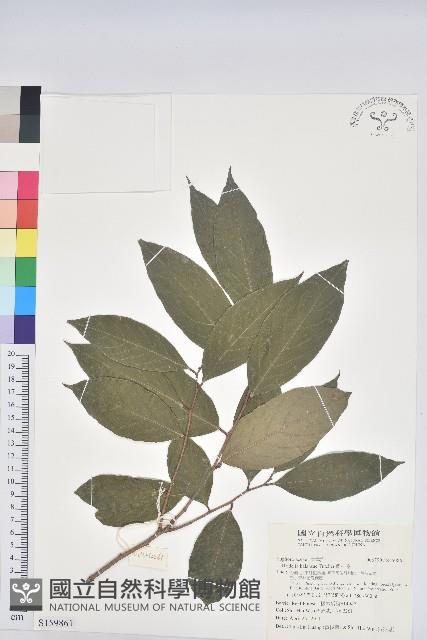 刺杜密藏品圖，第1張