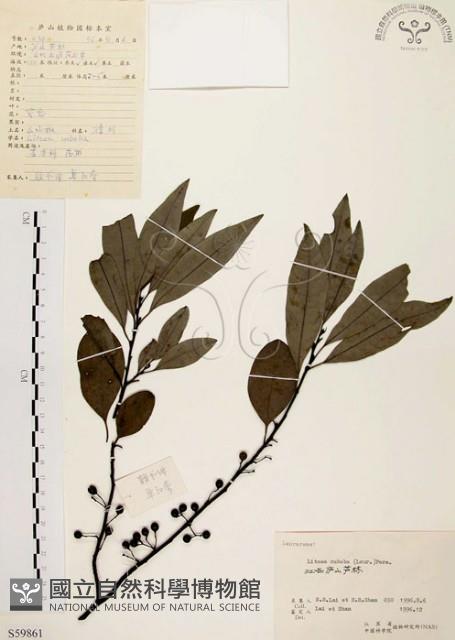 山胡椒藏品圖，第1張