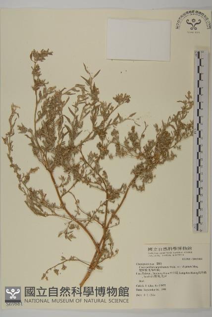 變葉藜、毛綠珠藜藏品圖，第1張