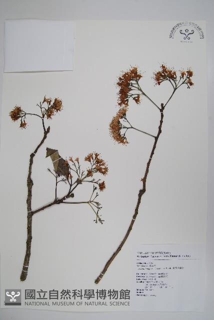 長花厚殼樹藏品圖，第1張