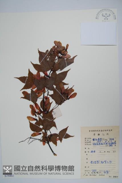 嶺南槭藏品圖，第1張