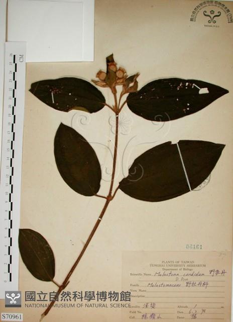 野牡丹藏品圖，第1張