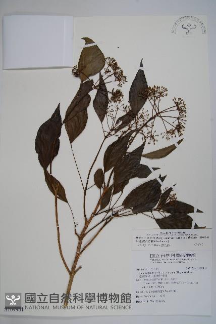 臺灣常春藤藏品圖，第1張