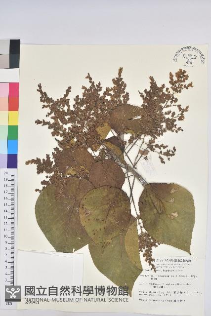 血桐藏品圖，第1張