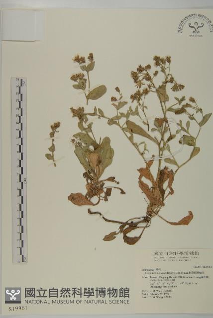 細葉假黃鵪菜藏品圖，第1張