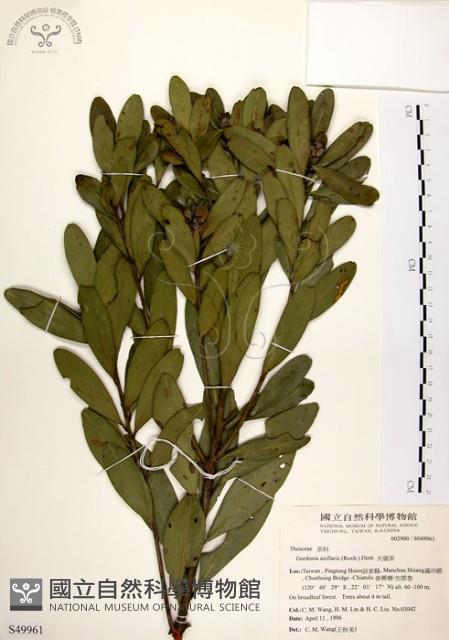 大頭茶藏品圖，第1張