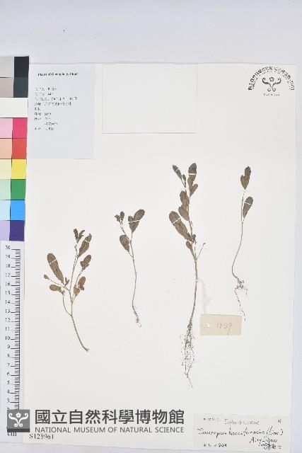 登錄號:S128961藏品圖，第1張