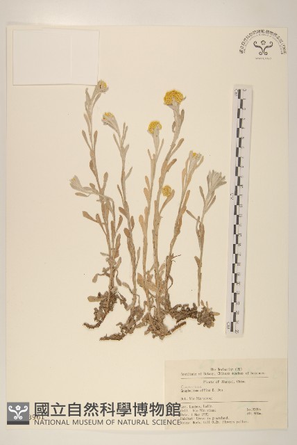 鼠麴草藏品圖，第1張