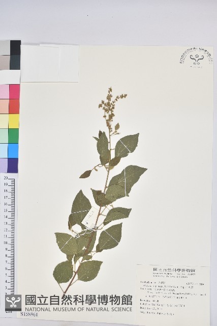 扛香藤藏品圖，第1張